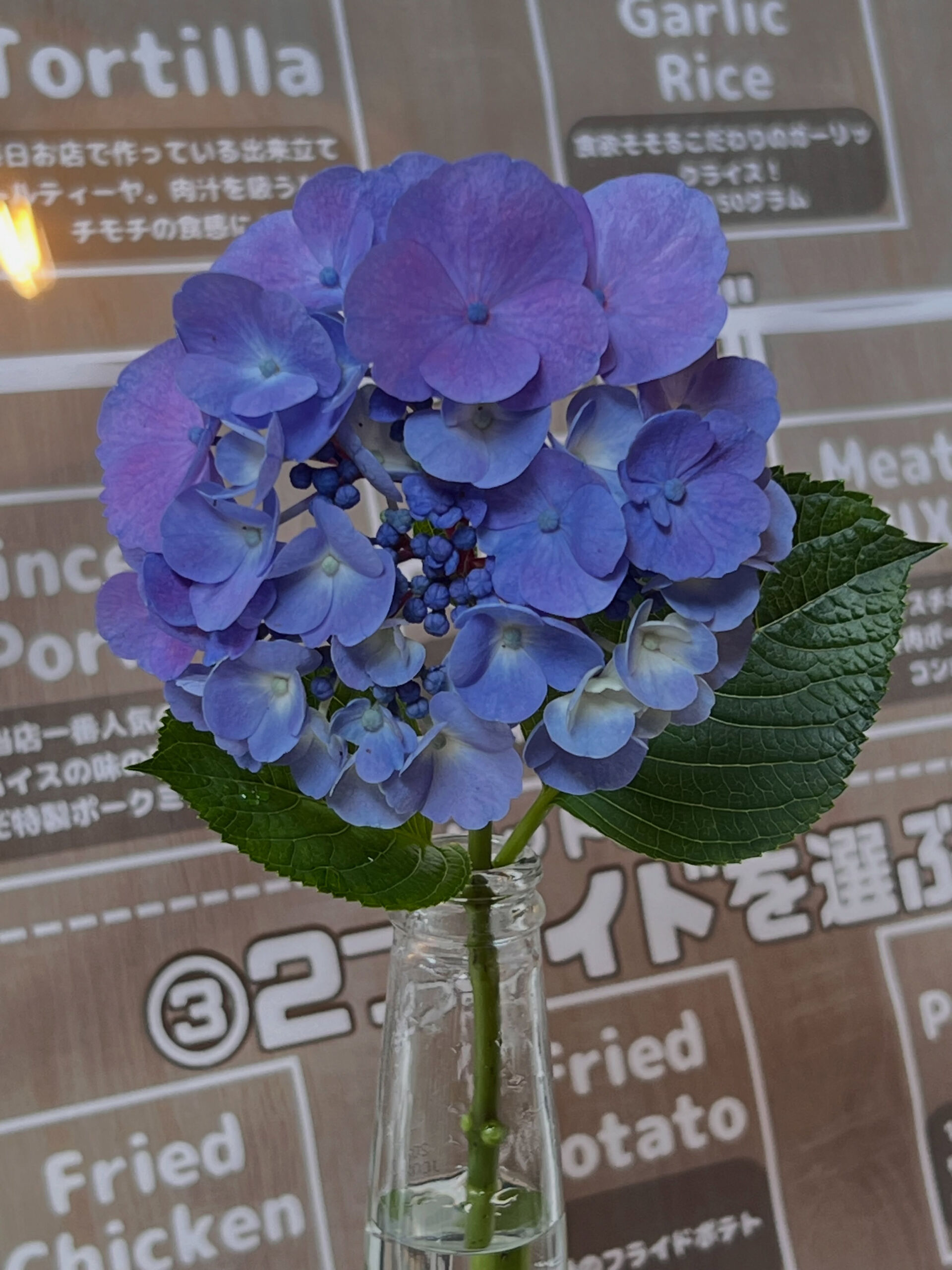 ジャポメクスタコス